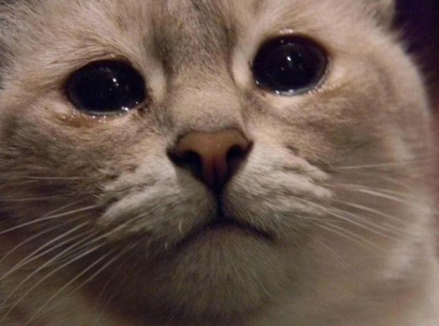 猫咪为什么也会流眼泪？其中原因你知道吗