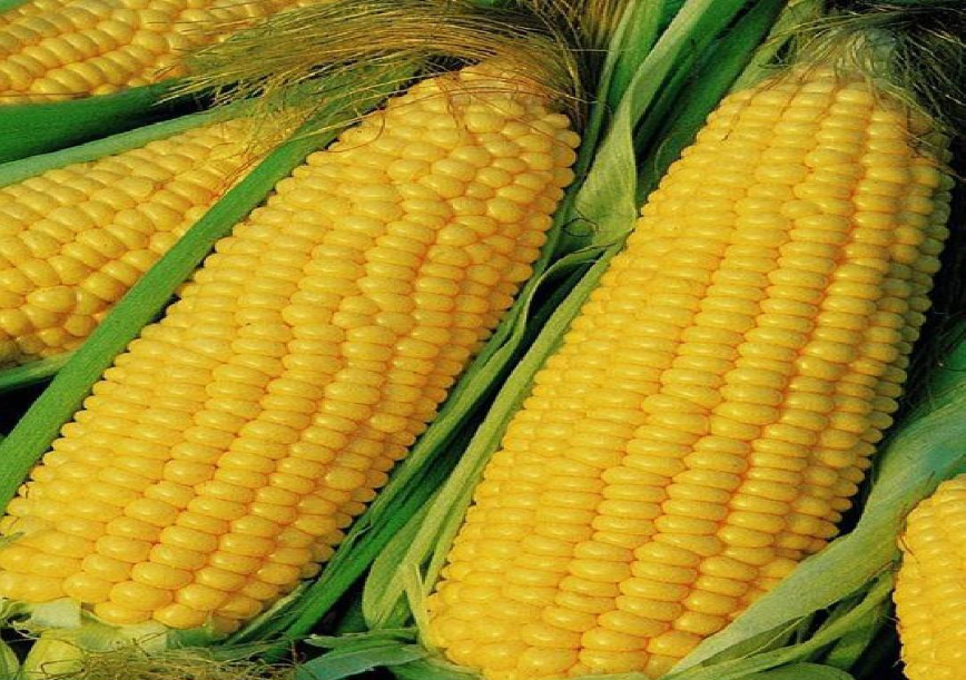 6块钱一根新东方玉米，农民有多少赚的？