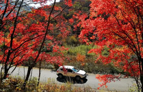 赏秋自驾游说走就走，悟空租车6000+车型助力最美秋季行