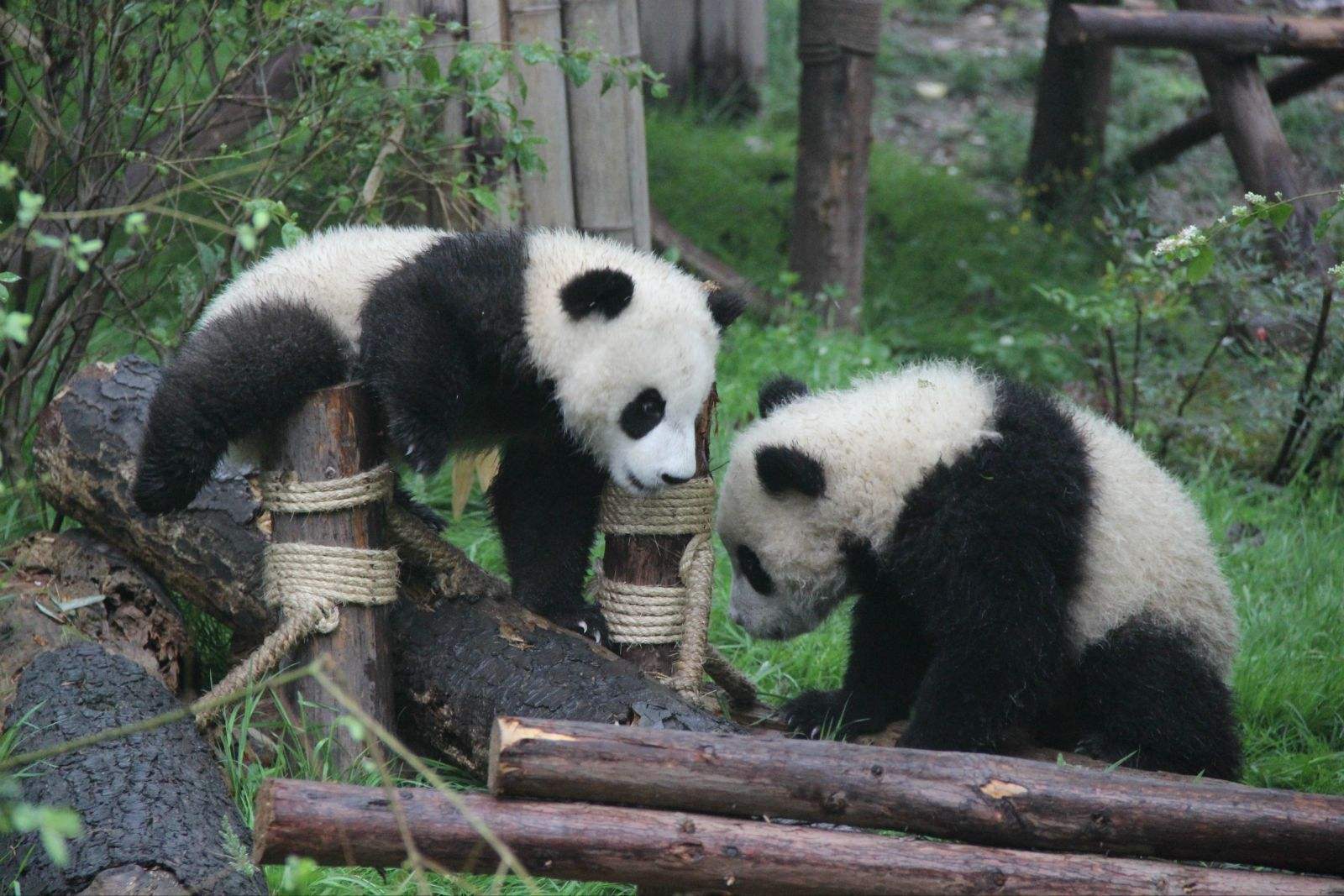 成都旅游自由行攻略，巴适的很~